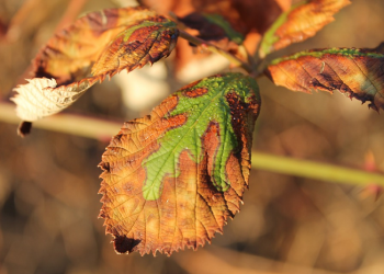 Perubahan Buruk yang Sering Terjadi di Masa Remaja Anak
