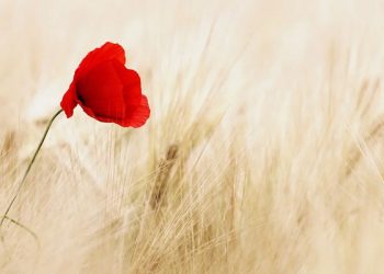 Manfaat Kecantikan Ruh