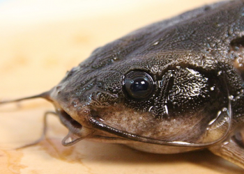 Lima Jenis Ikan yang Enak Diolah jadi Sup