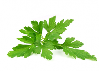 Agar Tahan Lama, Ini Cara Mudah Mengeringkan Daun Parsley