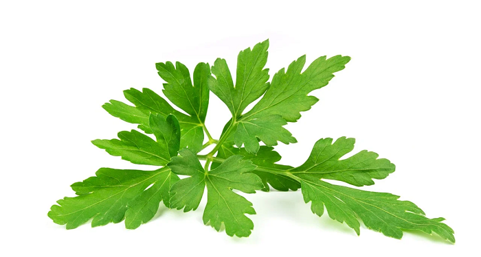 Agar Tahan Lama, Ini Cara Mudah Mengeringkan Daun Parsley
