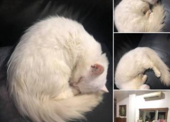 Doa Blanco Semoga Membuat Gajiku Naik