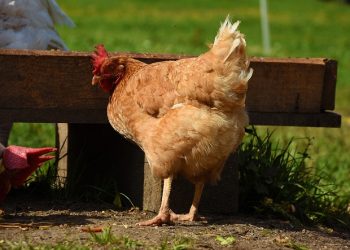 5 Keunggulan Ayam Kampung bagi Kesehatan