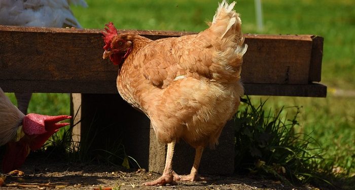 5 Keunggulan Ayam Kampung bagi Kesehatan