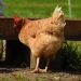 5 Keunggulan Ayam Kampung bagi Kesehatan
