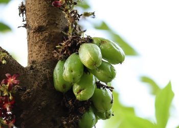 5 Manfaat Belimbing Wuluh untuk Kesehatan