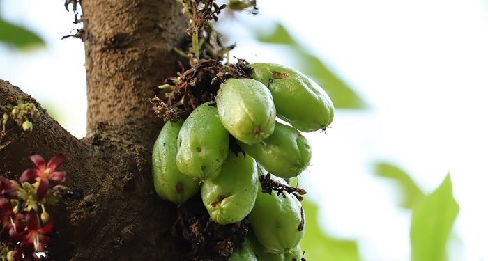 5 Manfaat Belimbing Wuluh untuk Kesehatan