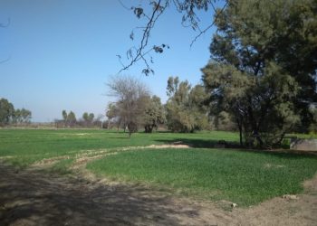 Benarkah Rumput Tetangga Lebih Hijau