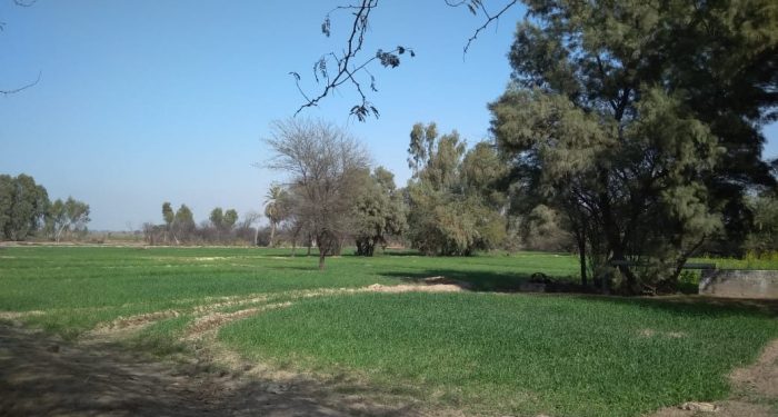 Benarkah Rumput Tetangga Lebih Hijau