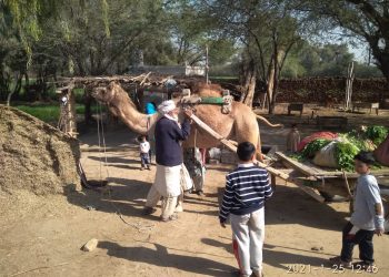 Travelogue, Life in Pakistani Village