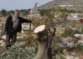 Tentara Israel Menghancurkan Cagar Alam dengan Mencabut 10.000 Pohon