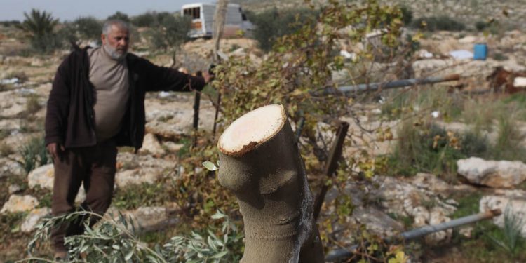 Tentara Israel Menghancurkan Cagar Alam dengan Mencabut 10.000 Pohon