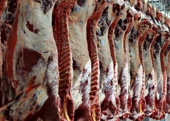 UU Baru India, Sertifikat Halal Tidak Lagi Wajib untuk Ekspor Daging