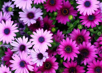 Menjaga Istri Berarti Menjaga Keluarga