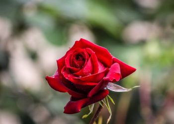 Kasih Sayang dan Kelembutan Harus Diutamakan dalam Keluarga