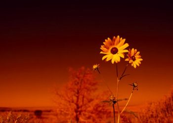 Tamu Tak Diundang itu Pasti akan Datang