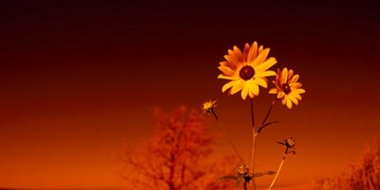 Tamu Tak Diundang itu Pasti akan Datang