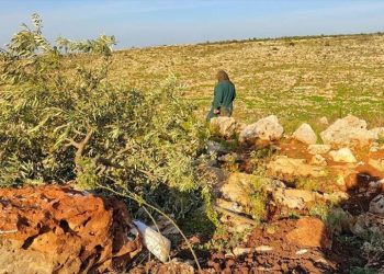 Tentara Israel Mengubah Lahan Pertanian Palestina Menjadi Tandus