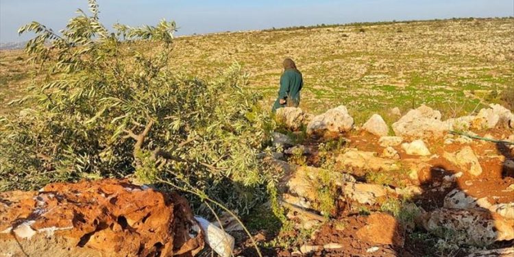 Tentara Israel Mengubah Lahan Pertanian Palestina Menjadi Tandus