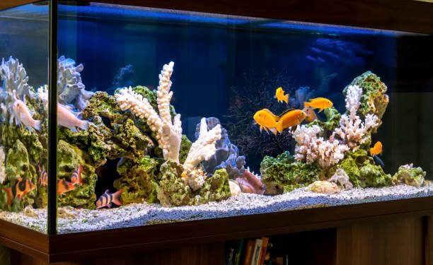 Cara Membuat Aquascape Mudah Untuk Pemula