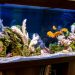 Cara Membuat Aquascape Mudah Untuk Pemula