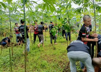 Kebun di JIBBS Panen Singkong