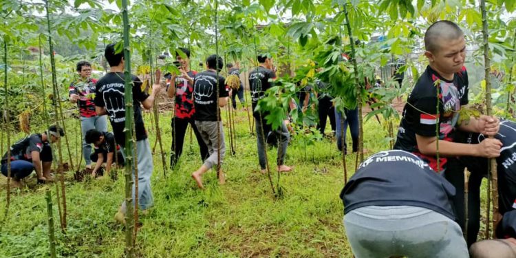 Kebun di JIBBS Panen Singkong