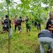 Kebun di JIBBS Panen Singkong