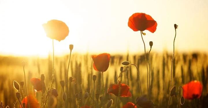 Kisah Halimah As Sa’diyah, Ibu Susu Rasulullah