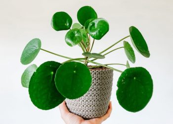 Berbuat Baik itu seperti Bercocok Tanam