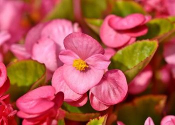 Allah Menjanjikan Dua Kemudahan dalam Surat Al Insyirah