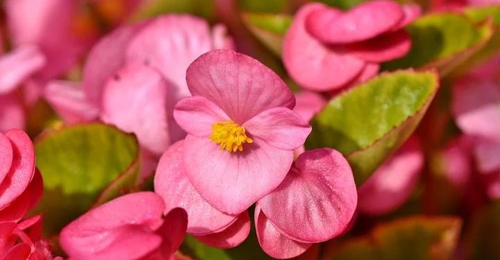 Allah Menjanjikan Dua Kemudahan dalam Surat Al Insyirah