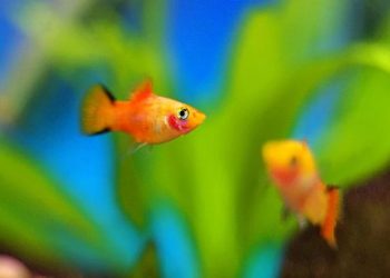 9 Jenis Ikan Hias yang Mudah Dipelihara di Rumah