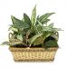 6 Cara Merawat Tanaman Hias Aglaonema agar Tumbuh Subur