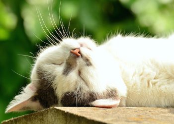 Hukum Mengebiri atau Mensterilkan Kucing