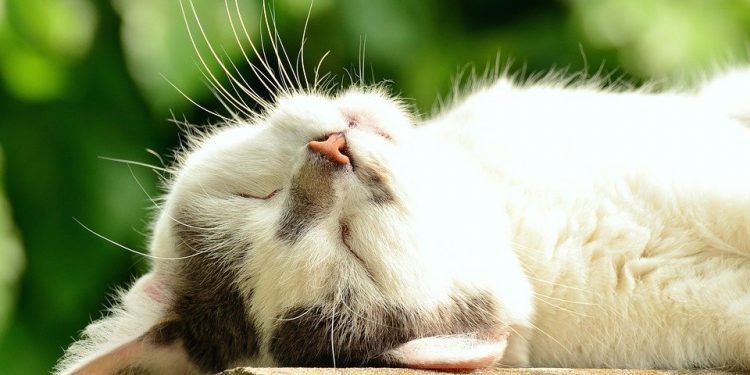 Hukum Mengebiri atau Mensterilkan Kucing