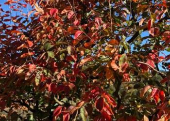 Mintalah Hati yang Kuat