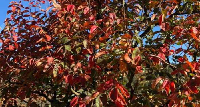 Mintalah Hati yang Kuat