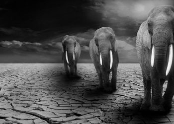 Kisah Penyerangan Pasukan Abrahah