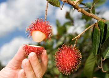 Ini Dia Pesan Kesehatan Buah Musiman dan Tahunan Menurut dr Zaidul Akbar
