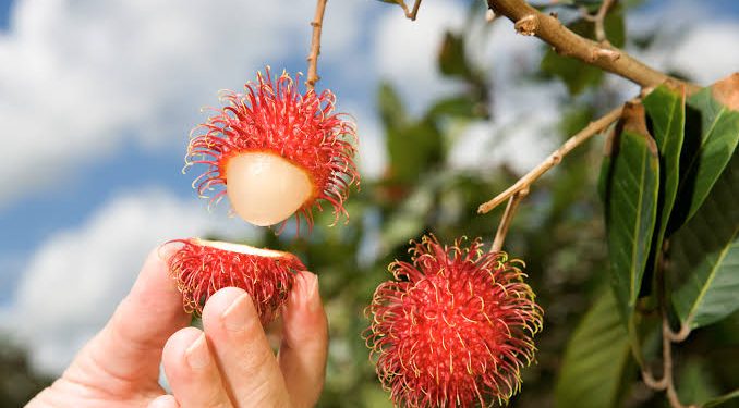Ini Dia Pesan Kesehatan Buah Musiman dan Tahunan Menurut dr Zaidul Akbar