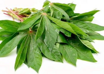 Daun Singkong dan Manfaat Kesehatan Mengkonsumsinya