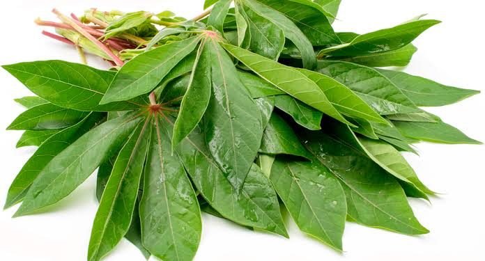 Daun Singkong dan Manfaat Kesehatan Mengkonsumsinya