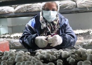 Perempuan di Turki Barat Manfaatkan Sekolah yang Tidak Terpakai untuk Membudidayakan Jamur