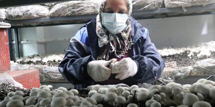 Perempuan di Turki Barat Manfaatkan Sekolah yang Tidak Terpakai untuk Membudidayakan Jamur