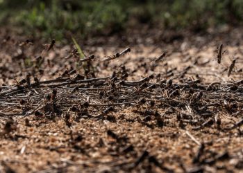 Somalia Umumkan Keadaan Darurat Akibat Invasi Belalang Gurun