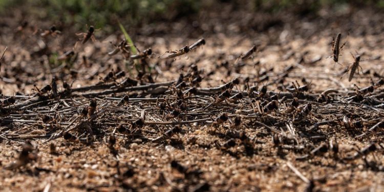 Somalia Umumkan Keadaan Darurat Akibat Invasi Belalang Gurun