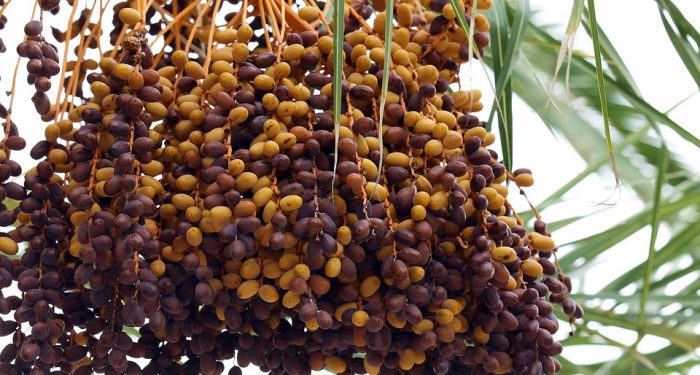 Kisah Usamah yang Selalu Memenuhi Permintaan Ibunya