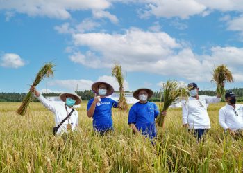TaniFund dan Intani Gelar Panen Perdana Budidaya Padi di Sukabumi