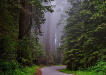 Pentingnya Hutan bagi Keberlangsungan Hidup